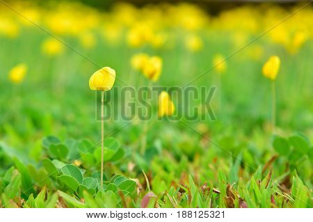 Beautiful Pinto peanut in small garden.yellow Arachis pintoi flower or Pinto peanut