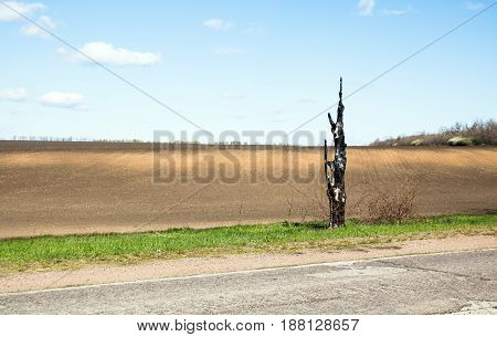 Old Burned Tree, Streep Of Green Grass, Plowed Field On The Background, Asphalt Road