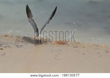 Laughing gull standing on the water's edge with a chunk of food.