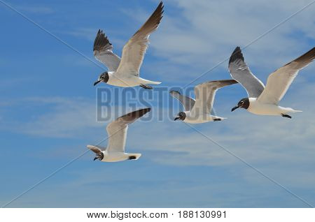 Group of four laughing gulls in flight.