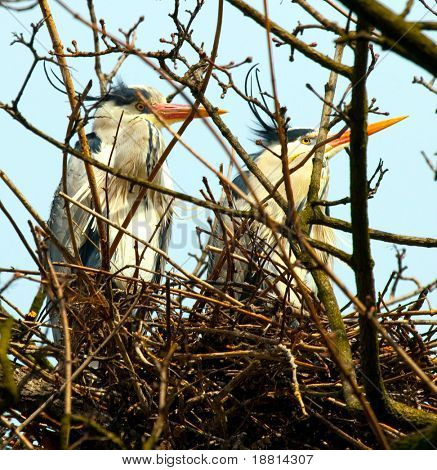 Heron