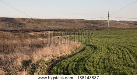 green field with bends of rows, withered bushes and grass, hills and electric poles with wires at background. hare in grass