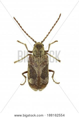 Death Watch Beetle Ptinomorphus on white Background - Ptinomorphus imperialis (Linnaeus 1767)