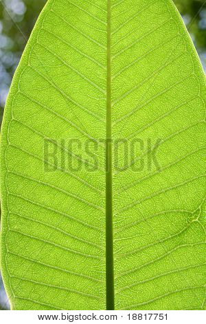 Blatt-Textur