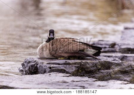 Canada geese protecting their goslings in a park in Quebec, Canada. These geese protect their young aggressively and make very good parents.