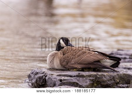 Canada geese protecting their goslings in a park in Quebec, Canada. These geese protect their young aggressively and make very good parents.