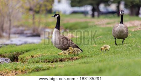 Canada geese protecting their goslings in a park in Quebec, Canada. These geese protect their young aggressively and make very good parents.