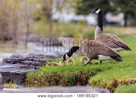 Canada geese protecting their goslings in a park in Quebec, Canada. These geese protect their young aggressively and make very good parents.