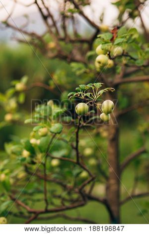 Green apples on a branch ready to be harvested, outdoors, selective focus