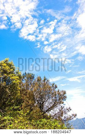 Blossoming azalea flowers with blue sky in summer