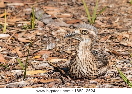 closeup of bush stone-curlew nesting on ground
