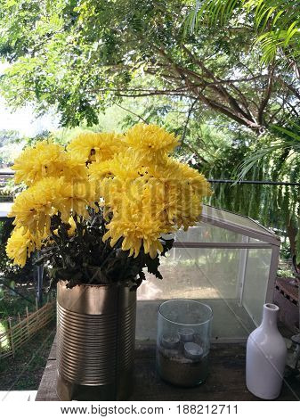 Yellow flowers of chrysanthemum in garden on sunny day Beautiful blooming potted mums flower decorate on the wooden table foreground focused with blur garden background