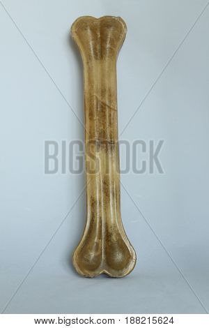 a Dog food a chewing bone In skin