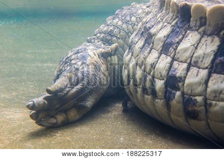 Claw Foot And Tail Of Croc Crocodile Under Water