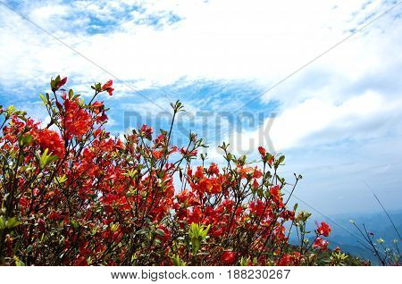 Blossoming azalea flowers with blue sky in summer