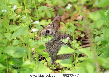 Cotton-tail Rabbit feeding in early spring on greens