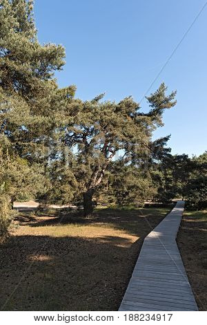 Nature conservation area Schwanheimer dune in Frankfurt am Main, Hesse, Germany