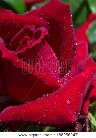 Close up of red rose petal and water drops .Macro Shot of a red Rose.