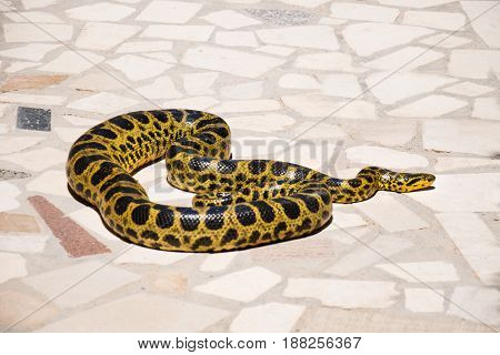 Burmese PythonPython bivittatus on the stone background.