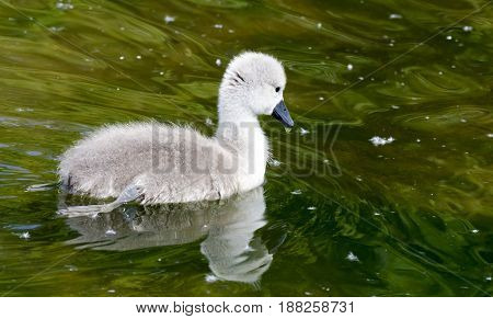 Cygnets