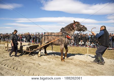 Horse Heavy Pull Tournament