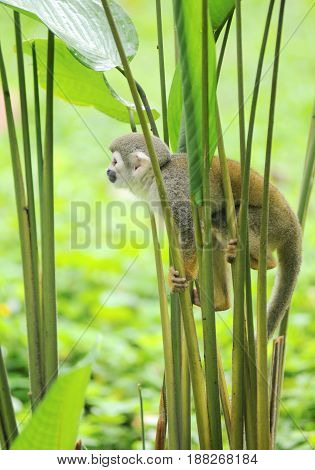 Squirrel monkeys grow to 25 to 35 cm plus a 35 to 42 cm tail. Male squirrel monkeys weigh 750 to 1100 g. Females weigh 500 to 750 g. Remarkably the brain mass to body mass ratio for squirrel monkeys is 1:17 which gives them the largest brain proportionate