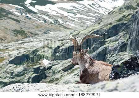 goat resting on the top of the mountain