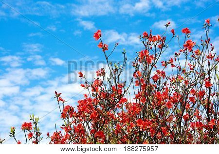 Blossoming azalea flowers with blue sky in summer