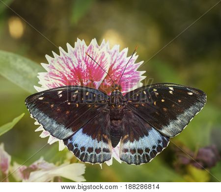 Dorsal view of male Common Archduke butterfly ( Lexias pardalis jadeitina ) on flower