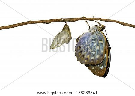 Isolated Common Archduke butterfly emerging from chrysalis ( Lexias pardalis jadeitina ) hanging on twig