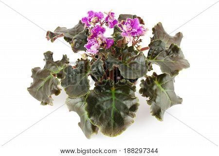 African Violet Saintpaulia isolated on a white background.