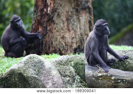 Monkeys are busy with their chores Singapore Southeast Asia