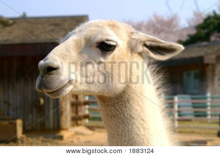 Llama'S Portrait