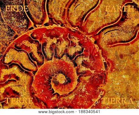 Close up of fossil ammonite cut as Element Earth