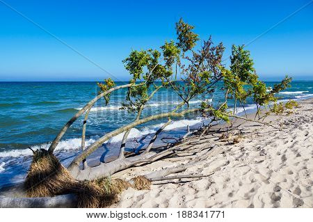 Overthrown tree on shore of the Baltic Sea.
