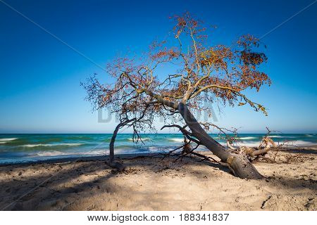 Overthrown tree on shore of the Baltic Sea.