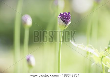 Onion decorative, bud close-up on a blurred background