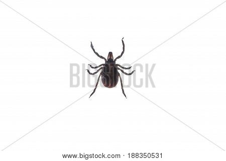 Ixodes tick isolated on white background, close-up