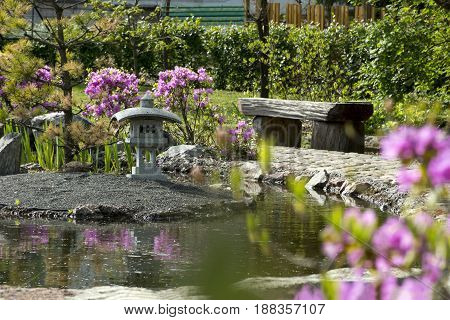 garden in the Japanese style bench from wood pond shrubs with pink flowers rhododendron track stone