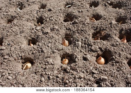 Plant Onion in the soil in the wells of the garden