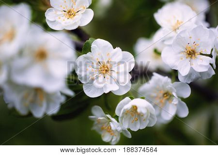 Flowering branch with delicate flowers young plum
