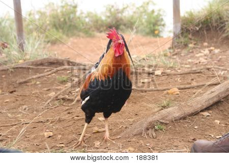 Curious Rooster