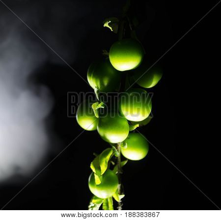 Branch With Green Cherry Plum (alycha) Close Up On A Dark Background With Smoke Effect. Spring Time