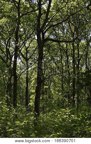 Oak Woodland In Late Spring