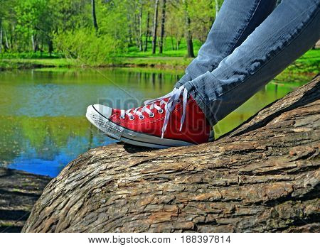 Girl's legs in jeans and red sneakers. She sits on thick inclined trunk of old willow near beautiful lake in wood or forest park.