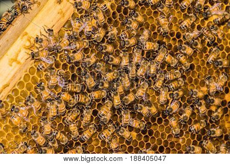 Selective focus - close up macro of bee on honeycomb