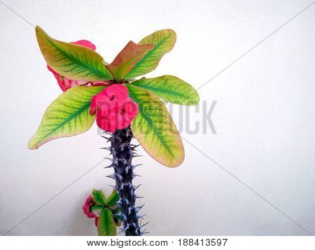 Spikey Pink Euphorbia Milii Proudly Displays the Flowers