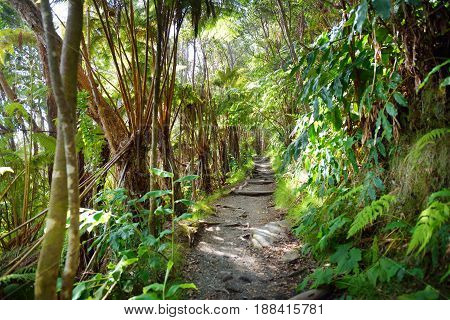 Kilauea Iki Trail In Volcanoes National Park In Big Island Of Hawaii