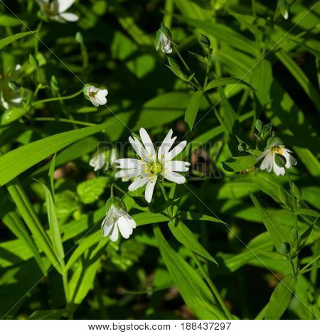 Flower Greater stitchwort or Stellaria holostea with bokeh background macro selective focus shallow DOF.