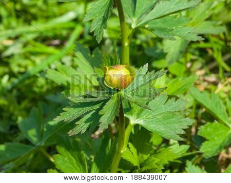 Wild globeflower or Trollius europaeus flower macro with bokeh background selective focus shallow DOF.